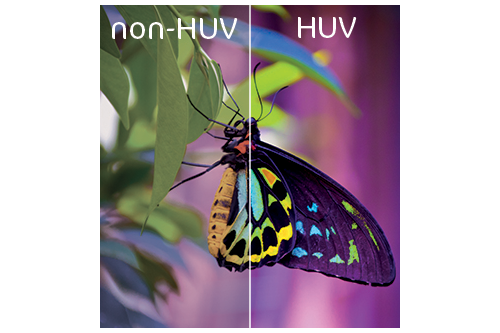 Parfaite définition d'une image de papillon grâce à l'impression H-UV